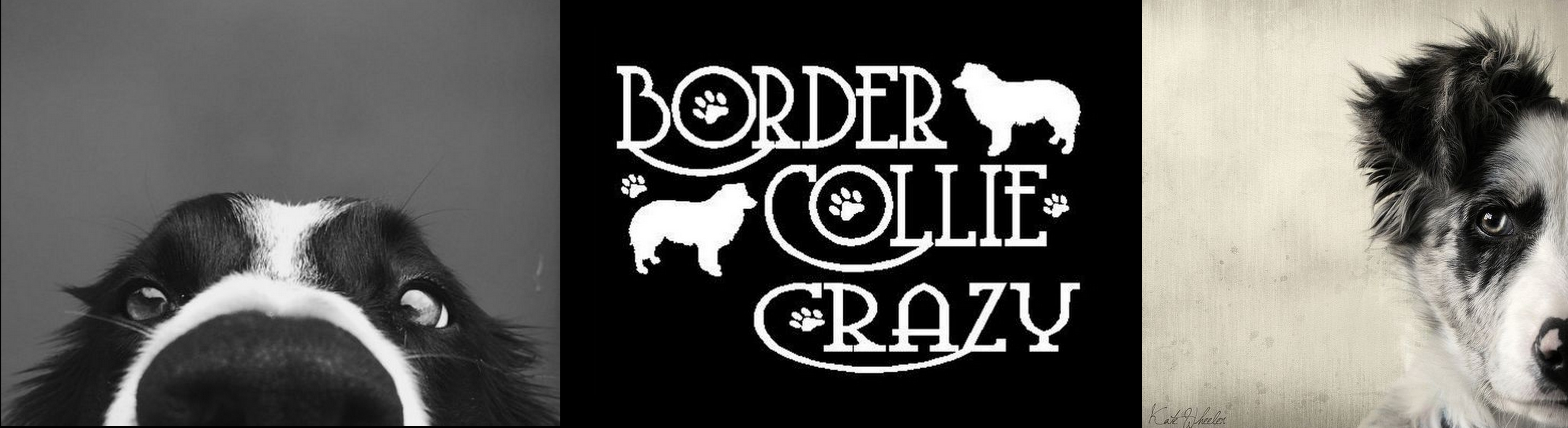 BorderCollieCrazy..